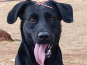 Cachorro raça Labrador idade 7 a 11 meses nome Cacau 