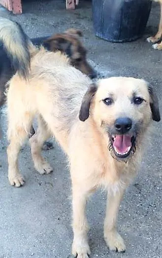 Cachorro ra a SRD-ViraLata idade 1 ano nome Astor