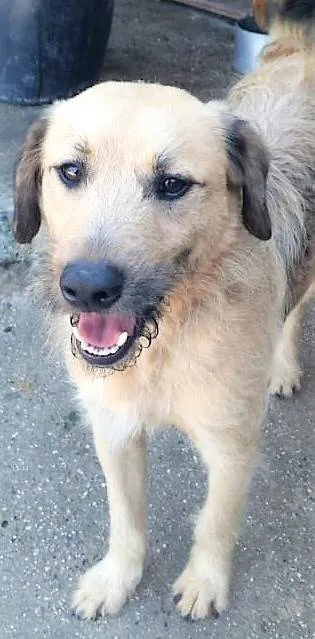 Cachorro ra a SRD-ViraLata idade 1 ano nome Astor