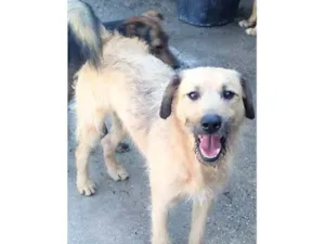 Cachorro raça SRD-ViraLata idade 1 ano nome Astor