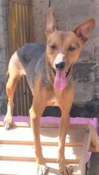 Cachorro ra a SRD-ViraLata idade 1 ano nome Valeska