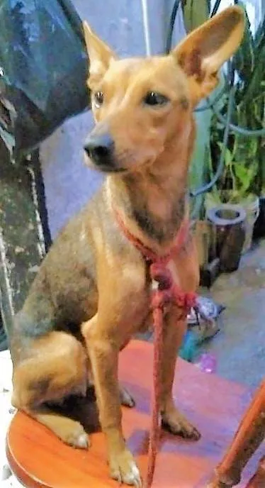 Cachorro ra a SRD-ViraLata idade 1 ano nome Valeska