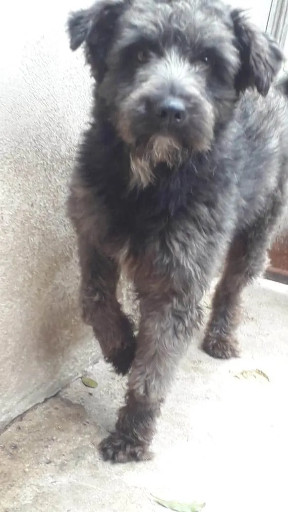 Cachorro ra a SRD-ViraLata idade 2 anos nome Ricardinho