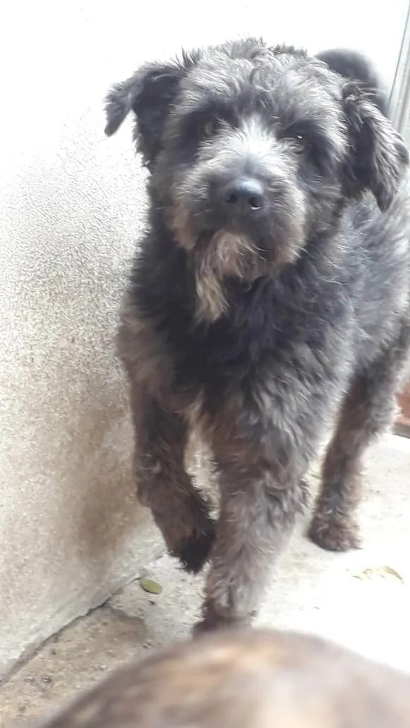 Cachorro ra a SRD-ViraLata idade 2 anos nome Ricardinho