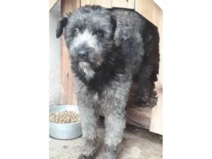 Cachorro raça SRD-ViraLata idade 2 anos nome Ricardinho