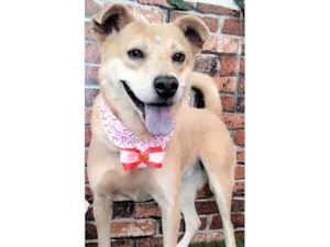 Cachorro raça SRD-ViraLata idade 3 anos nome Paquita