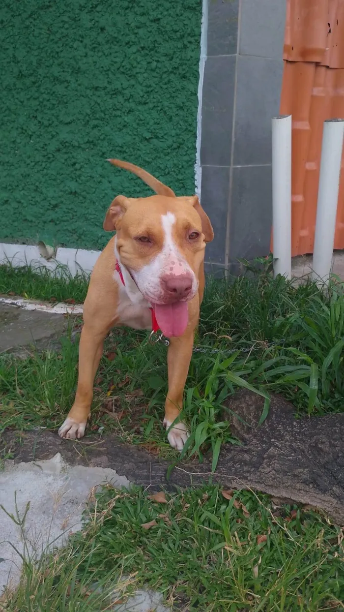 Cachorro ra a SRD-ViraLata idade 2 anos nome Mel 