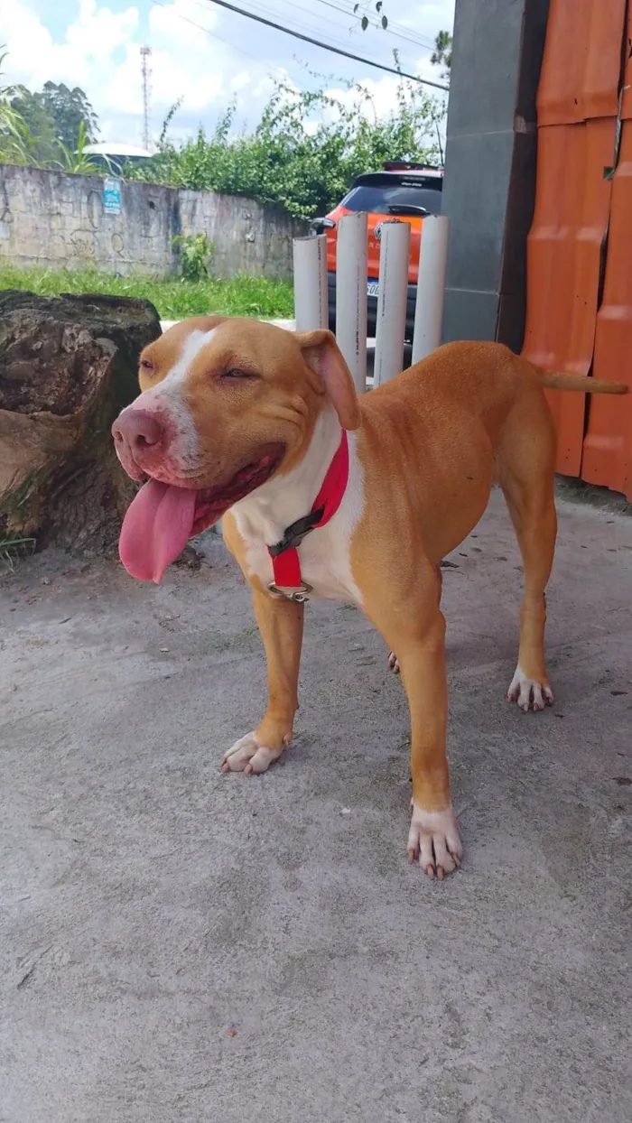 Cachorro ra a SRD-ViraLata idade 2 anos nome Mel 