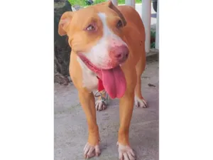 Cachorro raça SRD-ViraLata idade 2 anos nome Mel 