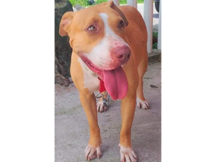 Cachorro ra a SRD-ViraLata idade 2 anos nome Mel 