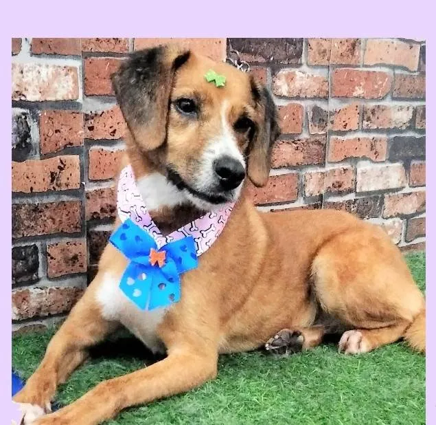 Cachorro ra a SRD-ViraLata idade 4 anos nome Lolita