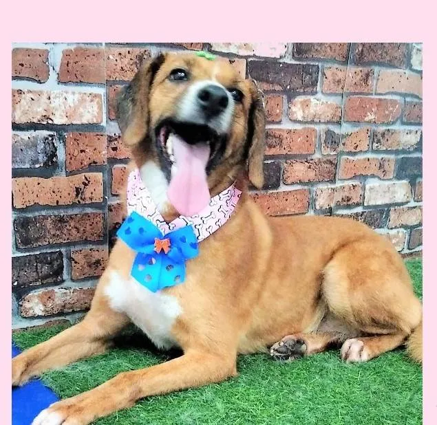 Cachorro ra a SRD-ViraLata idade 4 anos nome Lolita