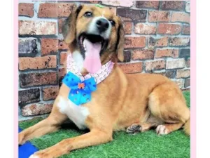 Cachorro raça SRD-ViraLata idade 4 anos nome Lolita