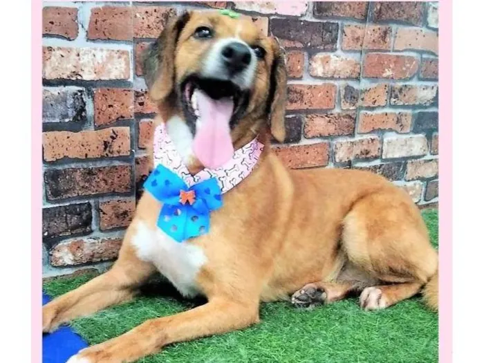 Cachorro ra a SRD-ViraLata idade 4 anos nome Lolita