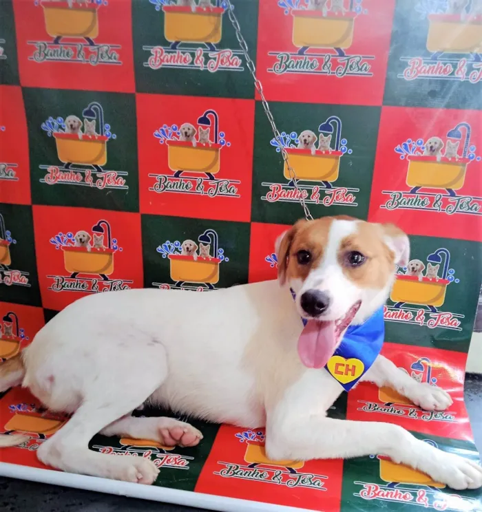 Cachorro ra a SRD-ViraLata idade 2 anos nome Levy