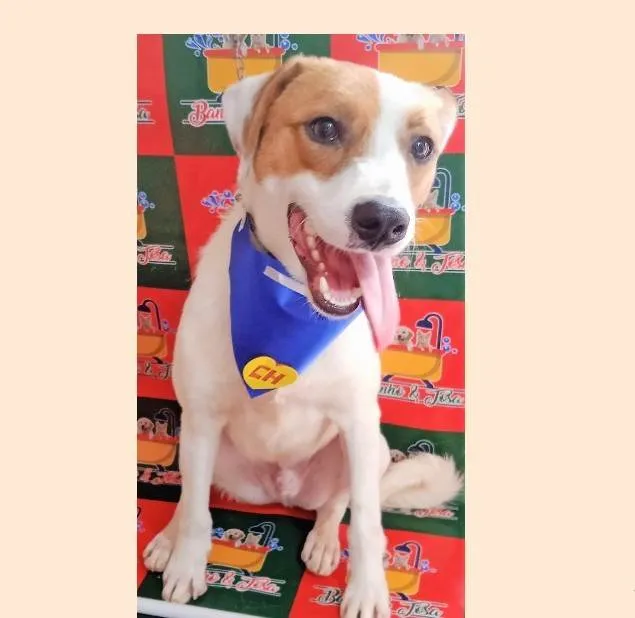 Cachorro ra a SRD-ViraLata idade 2 anos nome Levy