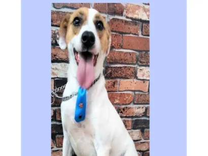 Cachorro raça SRD-ViraLata idade 2 anos nome Levy