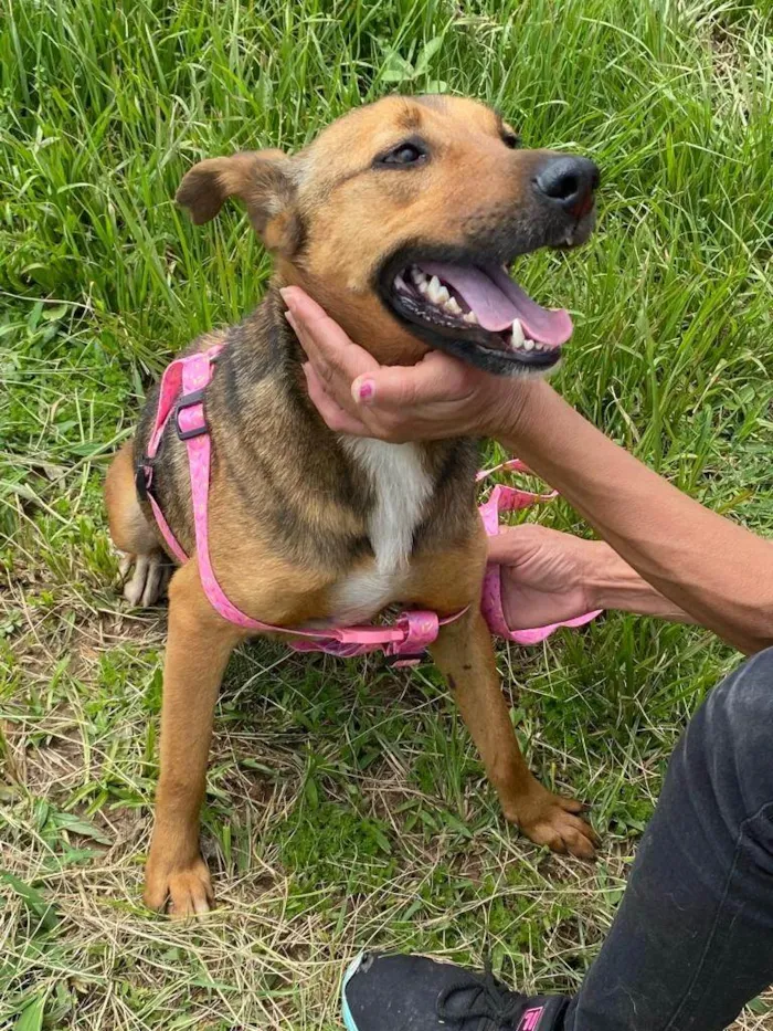 Cachorro ra a SRD-ViraLata idade 3 anos nome Gracinha