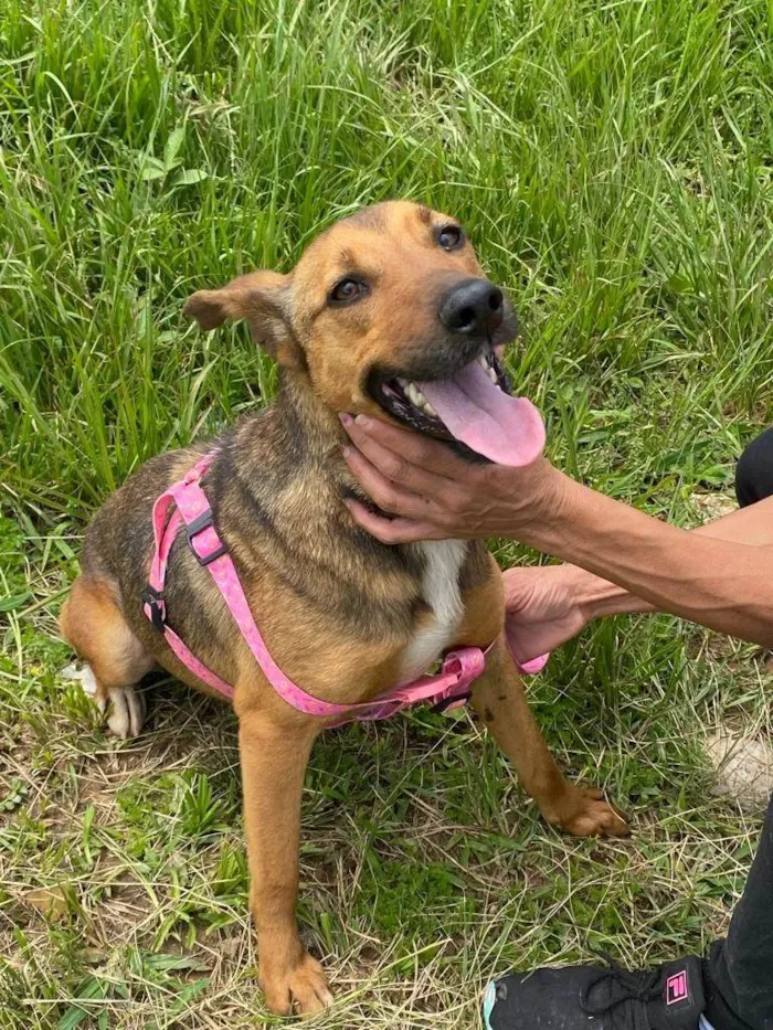 Cachorro ra a SRD-ViraLata idade 3 anos nome Gracinha