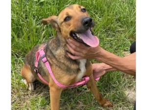 Cachorro raça SRD-ViraLata idade 3 anos nome Gracinha