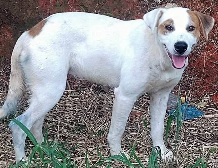 Cachorro ra a SRD-ViraLata idade 1 ano nome Bárbara