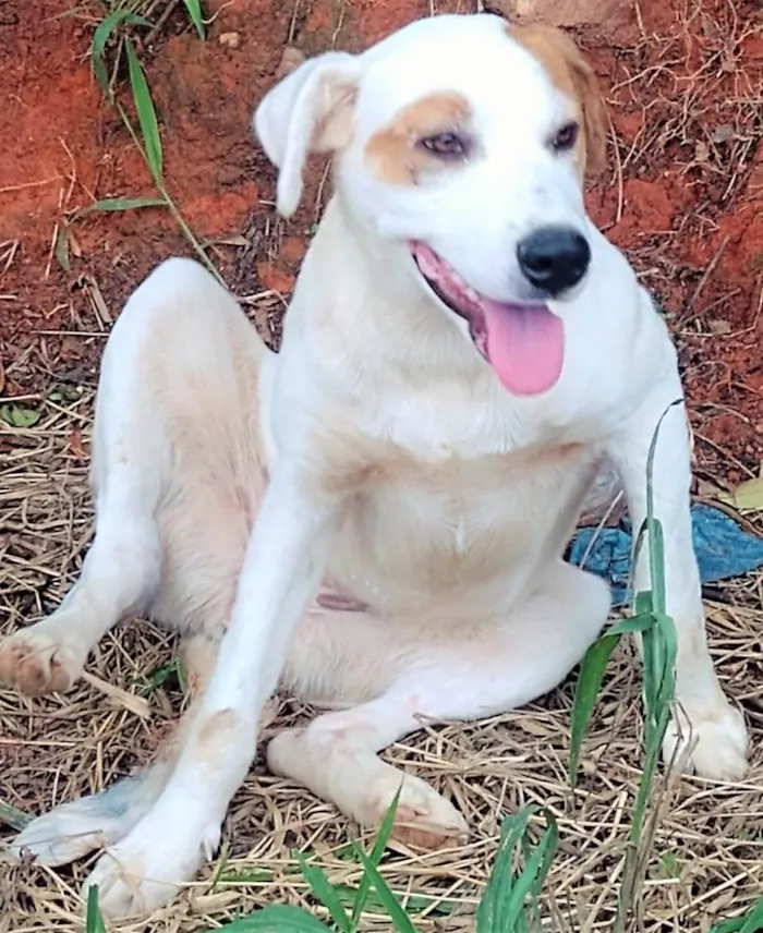 Cachorro ra a SRD-ViraLata idade 1 ano nome Bárbara