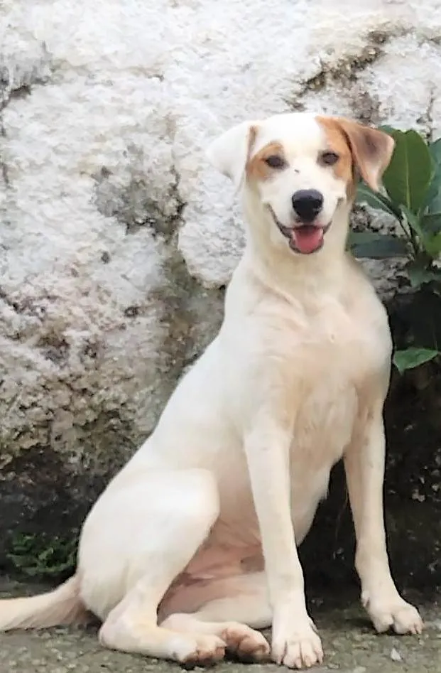 Cachorro ra a SRD-ViraLata idade 1 ano nome Bárbara