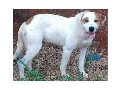 Cachorro raça SRD-ViraLata idade 1 ano nome Bárbara
