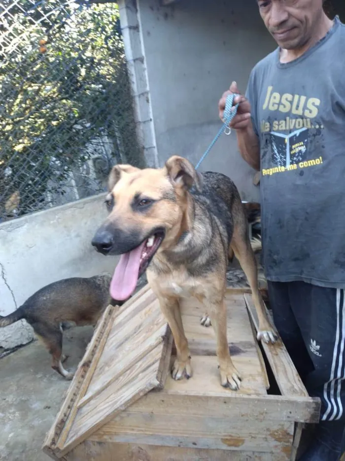 Cachorro ra a SRD-ViraLata idade 3 anos nome Tobias