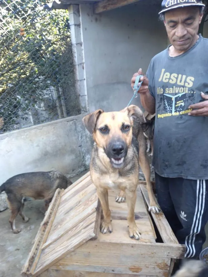 Cachorro ra a SRD-ViraLata idade 3 anos nome Tobias