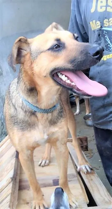 Cachorro ra a SRD-ViraLata idade 3 anos nome Tobias