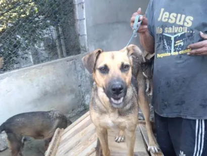 Cachorro raça SRD-ViraLata idade 3 anos nome Tobias