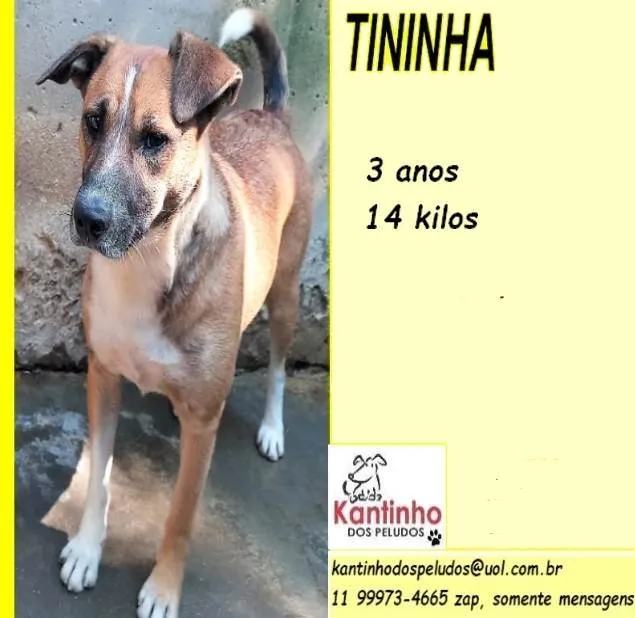 Cachorro ra a SRD-ViraLata idade 3 anos nome Tininha