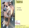 Tininha