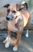 Tininha