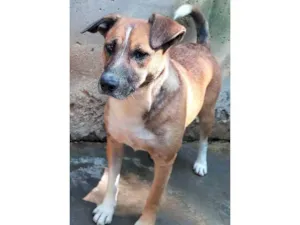 Cachorro raça SRD-ViraLata idade 3 anos nome Tininha