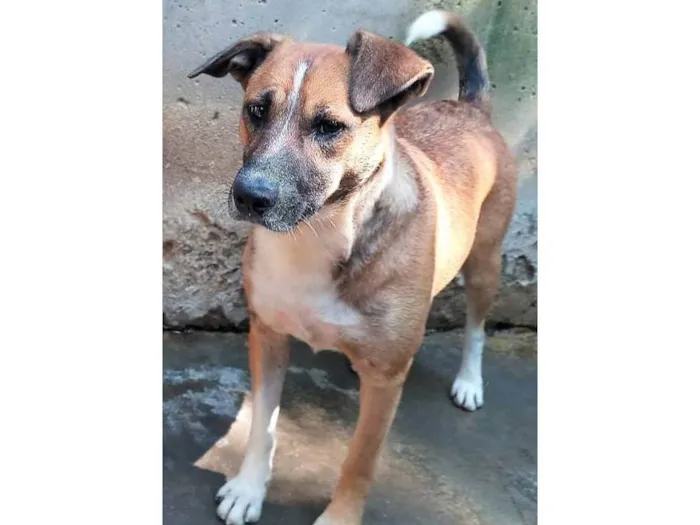 Cachorro ra a SRD-ViraLata idade 3 anos nome Tininha