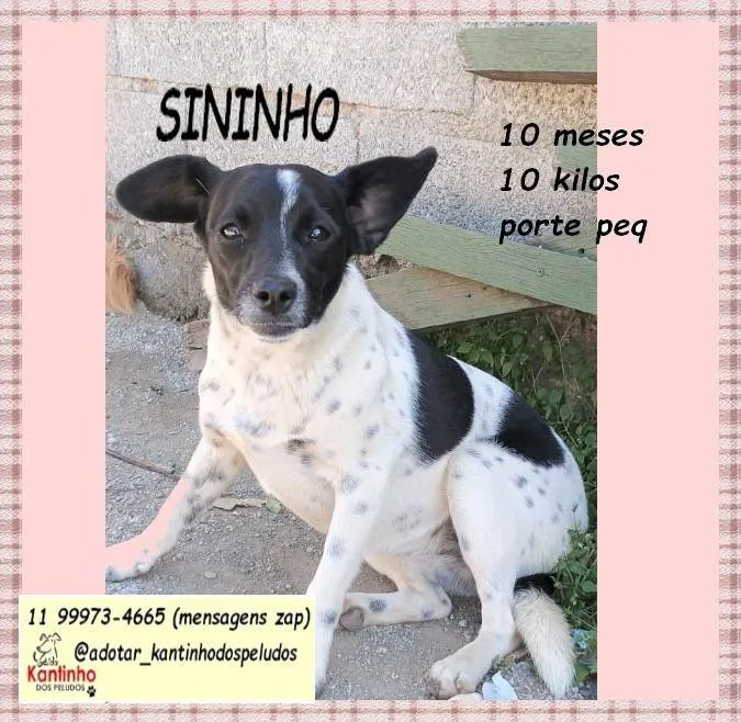 Cachorro ra a SRD-ViraLata idade 7 a 11 meses nome Sininho