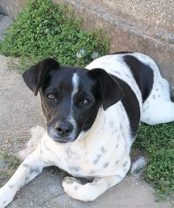 Cachorro ra a SRD-ViraLata idade 7 a 11 meses nome Sininho