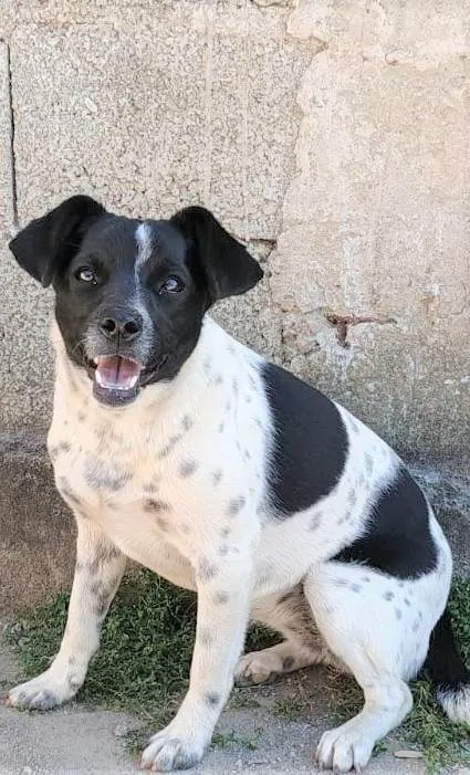 Cachorro ra a SRD-ViraLata idade 7 a 11 meses nome Sininho