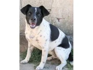 Cachorro raça SRD-ViraLata idade 7 a 11 meses nome Sininho