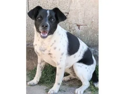 Cachorro raça SRD-ViraLata idade 7 a 11 meses nome Sininho