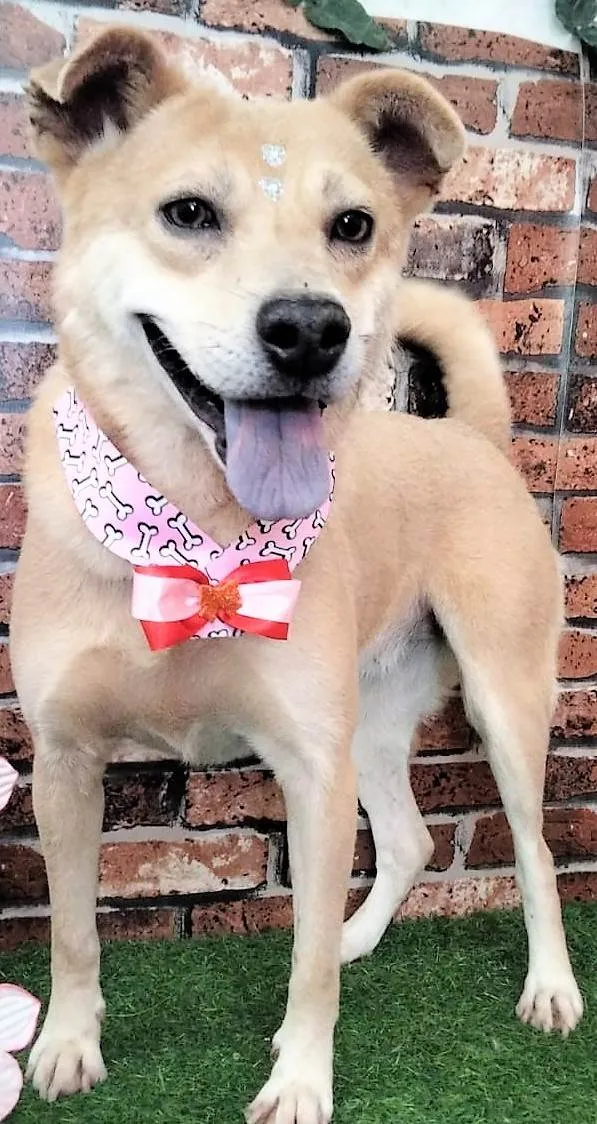 Cachorro ra a SRD-ViraLata idade 3 anos nome Paquita