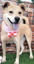 Paquita
