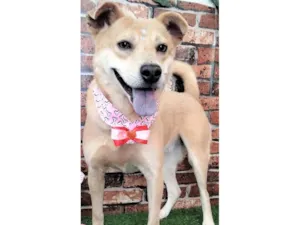 Cachorro raça SRD-ViraLata idade 3 anos nome Paquita
