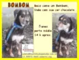 Bombom