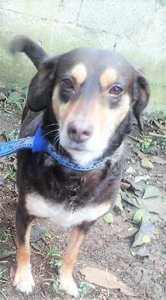 Cachorro ra a SRD-ViraLata idade 5 anos nome Bombom