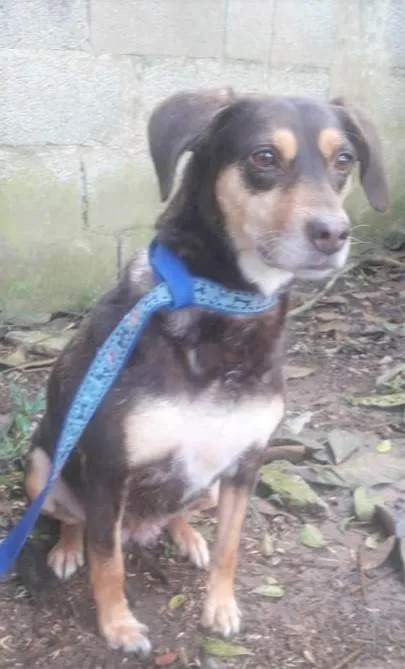 Cachorro ra a SRD-ViraLata idade 5 anos nome Bombom