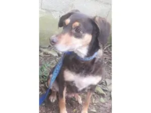 Cachorro raça SRD-ViraLata idade 5 anos nome Bombom