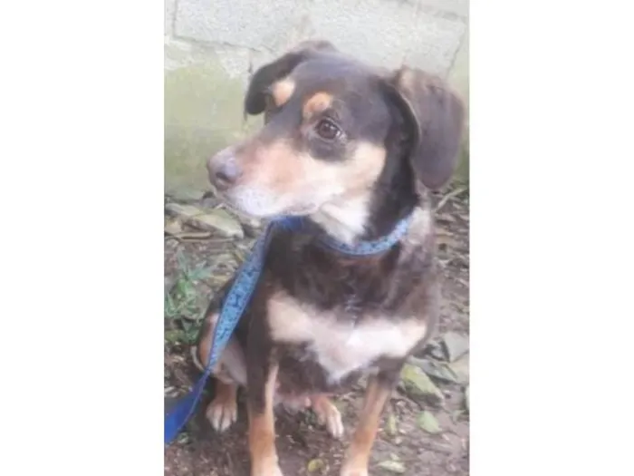 Cachorro ra a SRD-ViraLata idade 5 anos nome Bombom